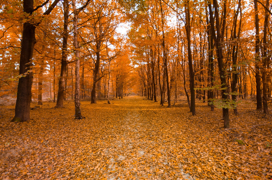 Comment prévenir les sinistres en automne ?