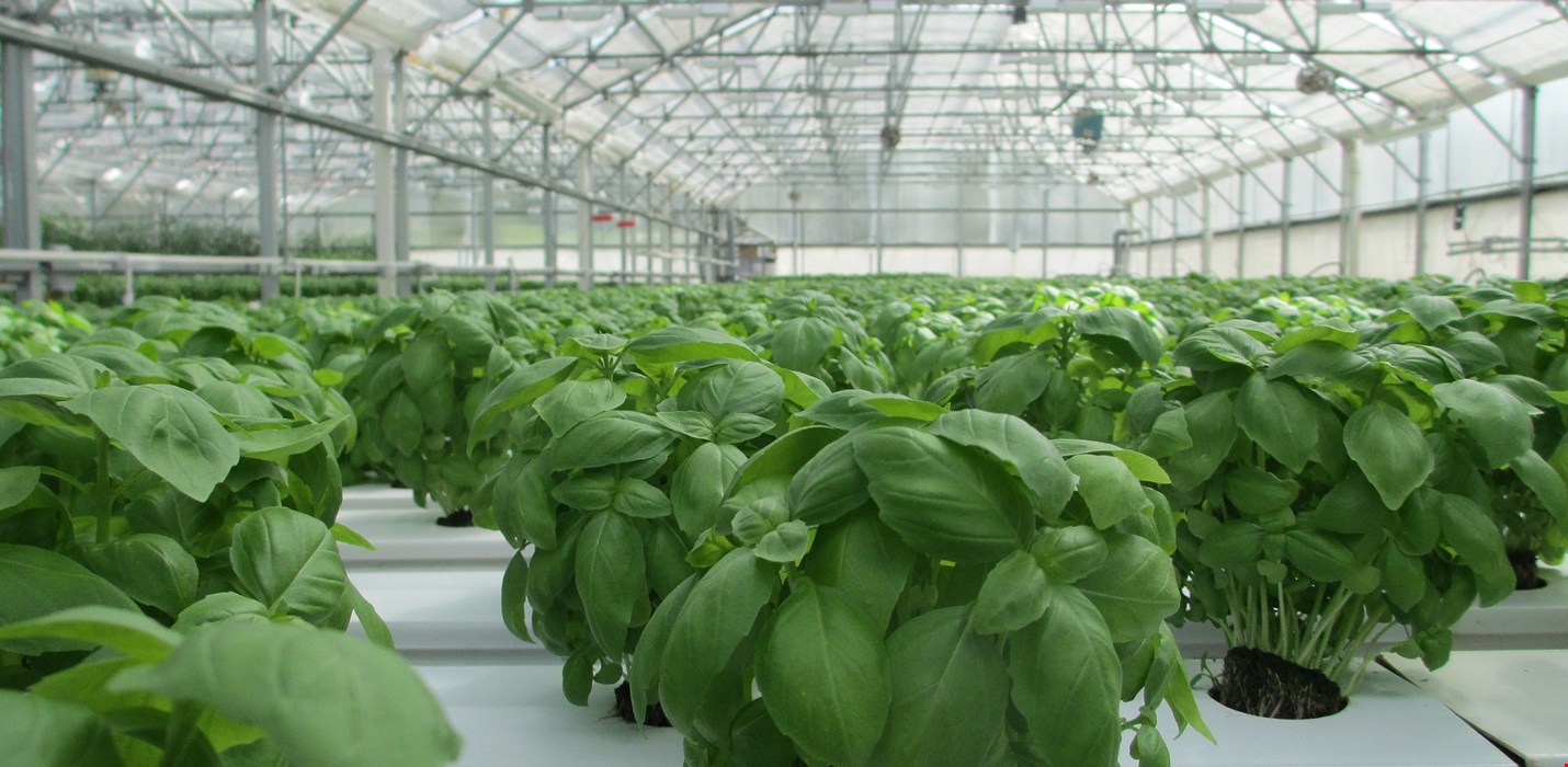 Greenhouse & Grow Room Infographic Series Pt. 1 - Growing